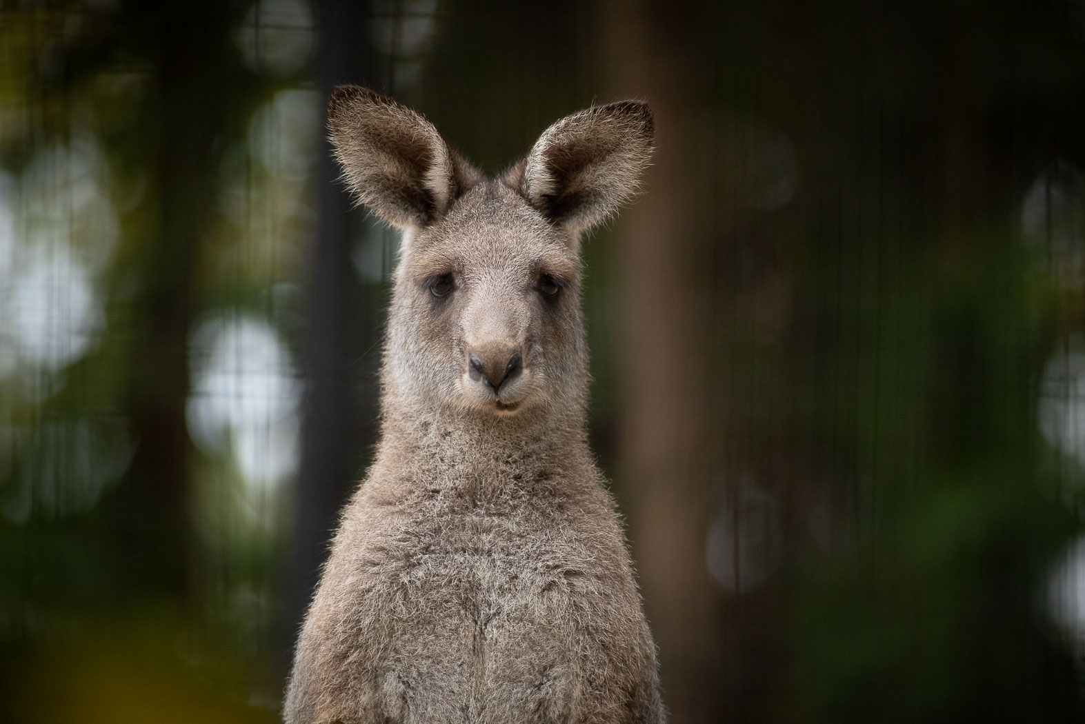 Columbus Zoo | Eastern Grey Kangaroo